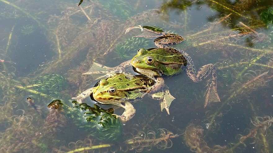 Frogs, Propagation, Mate, Green Frogs, Amphibians, Nature, Mating Season, Pond