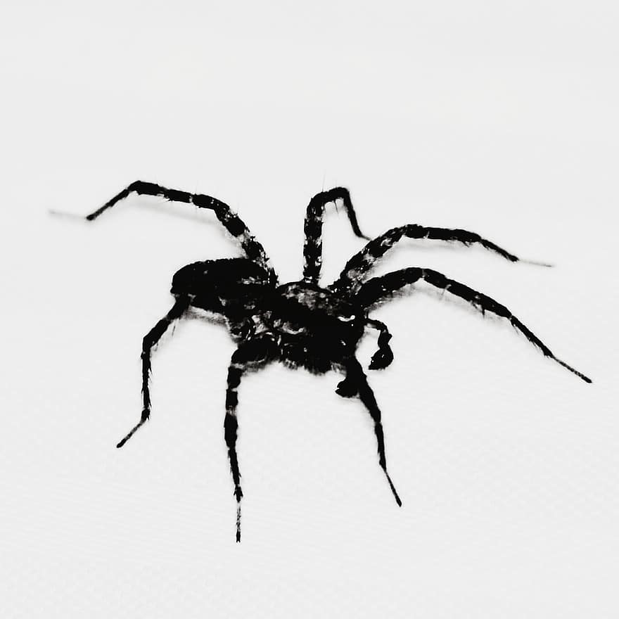 edderkopp, halloween, Øyne som ser på deg, skummelt, øyne, frykt, skummel, svart edderkopp, svart, halloween bakgrunn
