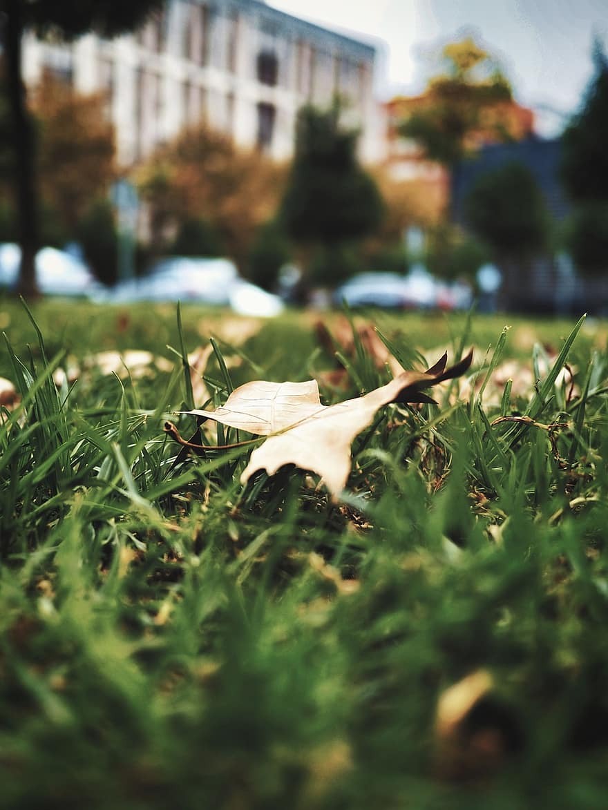 Leaf, Autumn, Nature, Grass, Outdoors, Lawn