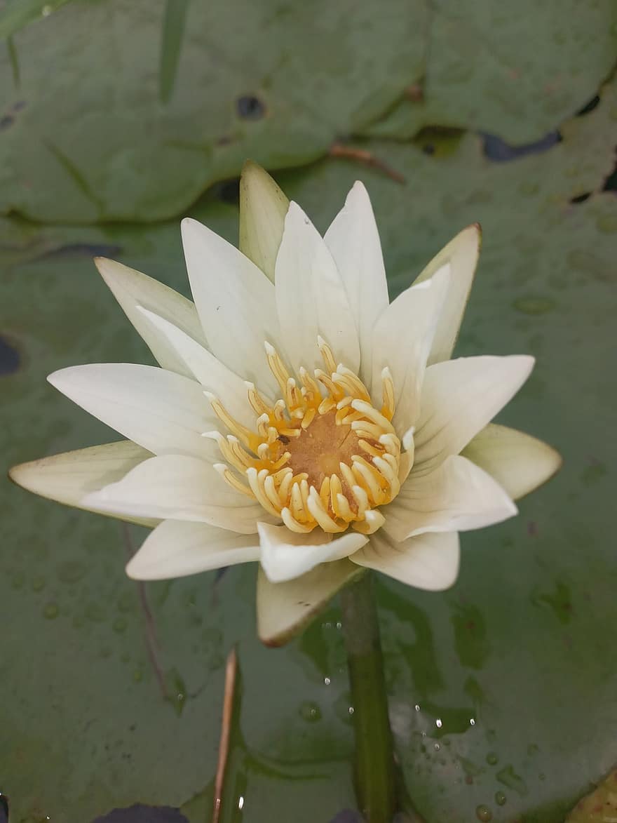 Blume, Wasserblume, Lotus, weißer Lotus, weiße Blume, Teich, Wasserpflanze, Frühling, Botanik