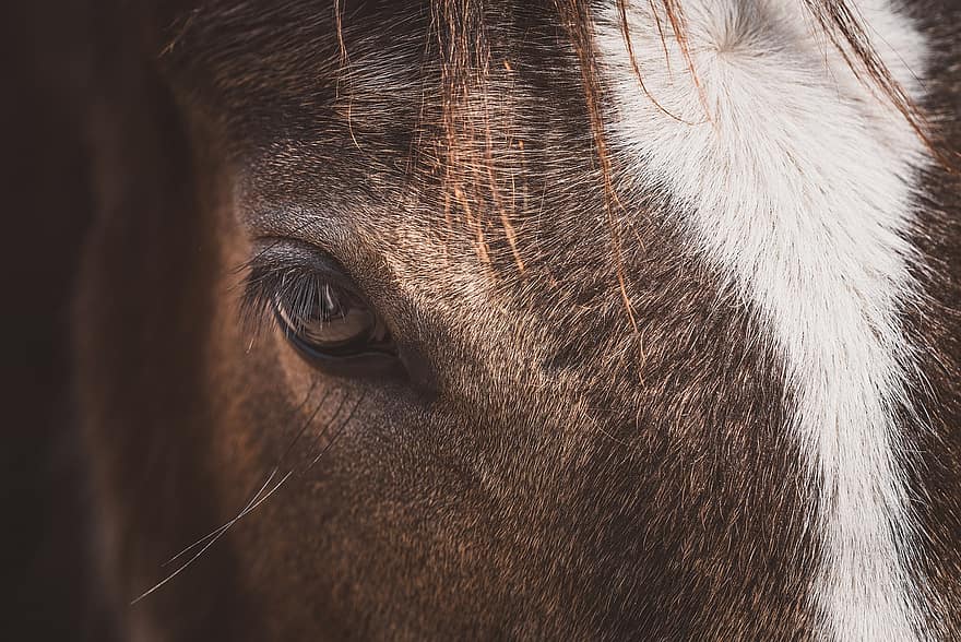 kůň, poník, Hříbě oko, koňské oko, detail, zblízka, makro, hnědý, dün, požár, vlasy