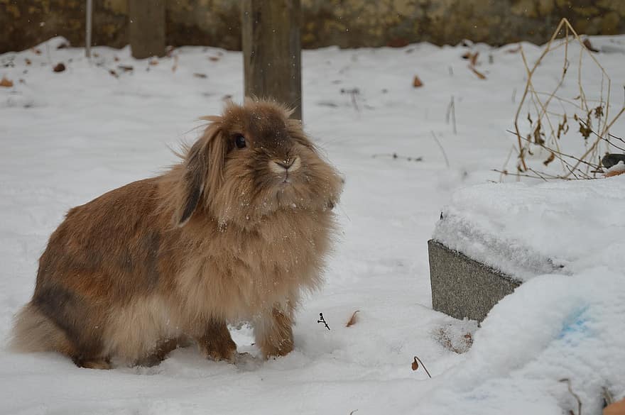 kanin, kjæledyr, snø, vinter, bunny, dyr, pattedyr, søt, pels, liten, husdyr