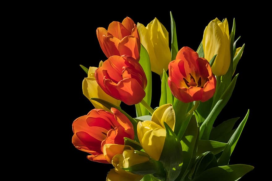 tulipaner, blomster, anlegg, blomst, blomstre, vår, dekorative, sollys, lys, nærbilde, fargerik