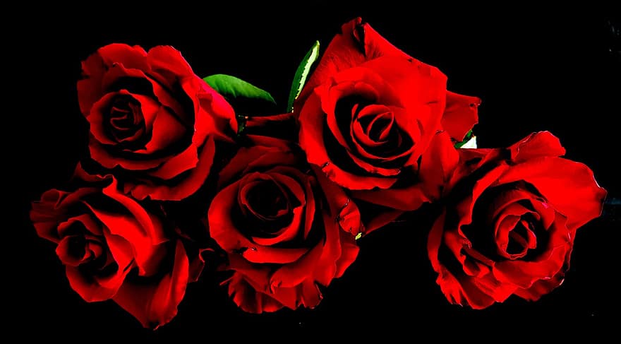 ruusut, punainen kukka, kukka, kukinta, romanssi, terälehti, kukkakimppu, taustat, rakkaus, lähikuva, puun lehti