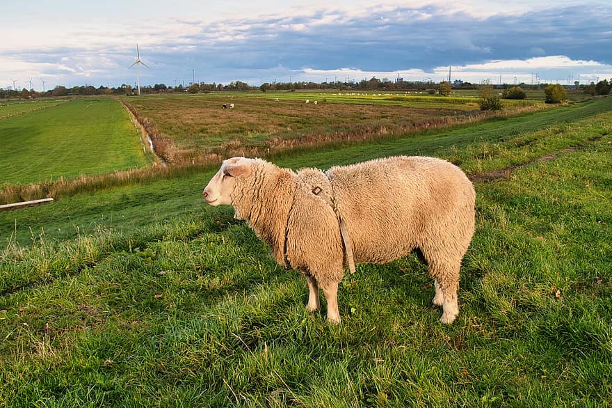 cừu, gia súc, động vật có vú, hàng tồn kho, cừu nhà, động vật nhai lại, móng guốc, phong cảnh, Thiên nhiên, đồng cỏ, đất đồng cỏ
