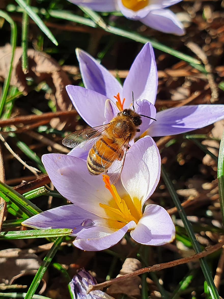 пчела, цветя, опрашване, насекомо, природа, ентомология, вид, разцвет, цвете, лято, едър план