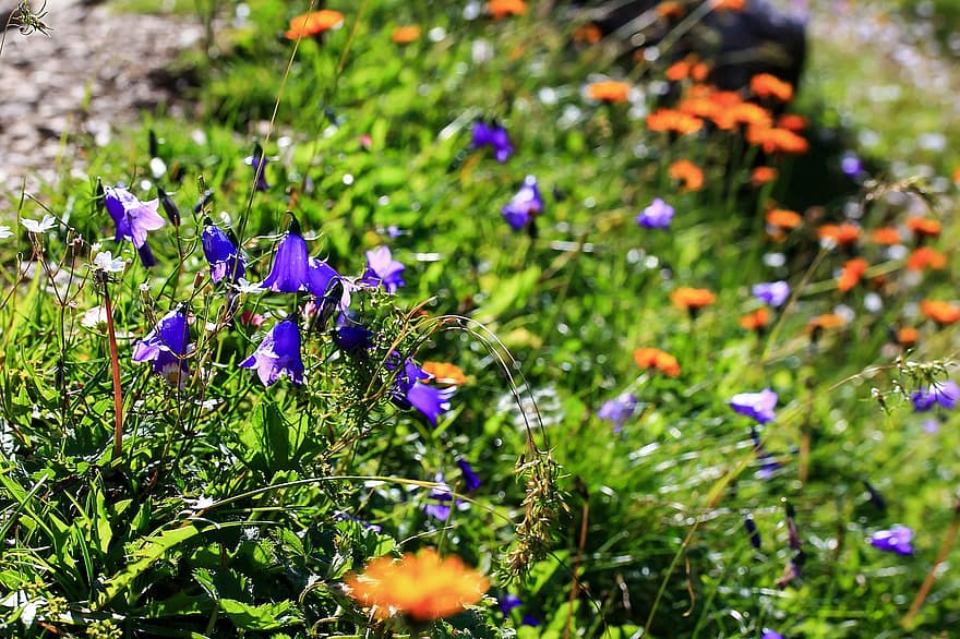 bunga-bunga, bellflower, rumput, padang rumput, alpine, flora, alam, menanam, bunga, musim panas, ungu