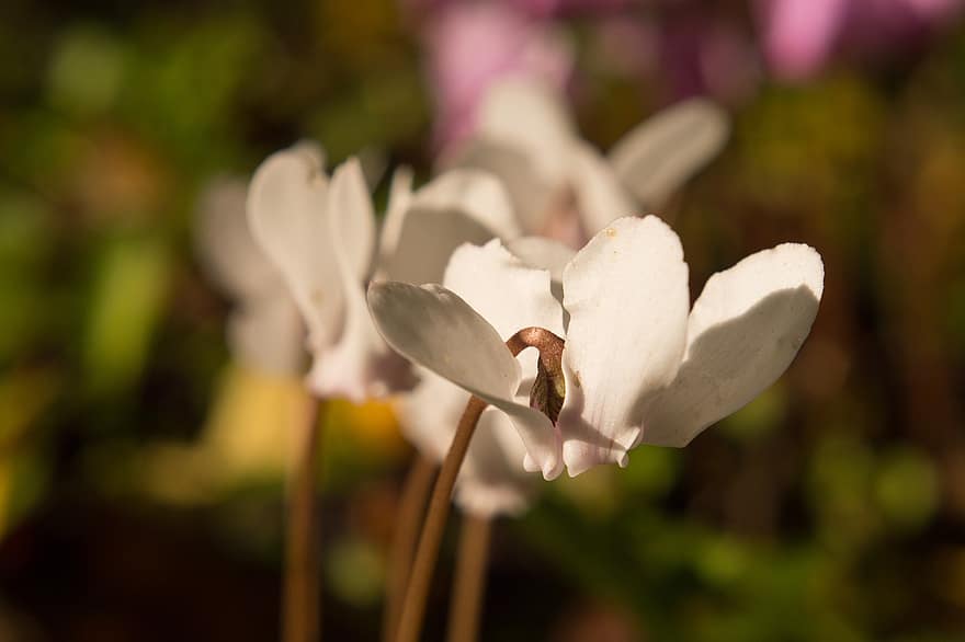 ciclamen, Flores blancas, naturaleza, jardín, las flores