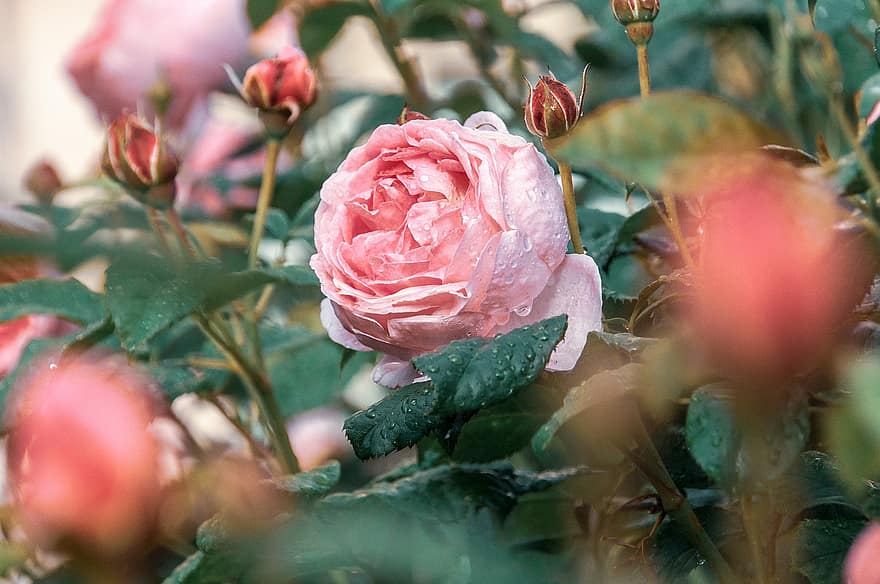 rosa, arbusto de rosas, Rosa, flor, verão, flor rosa, natureza, fechar-se, pétala, folha, plantar