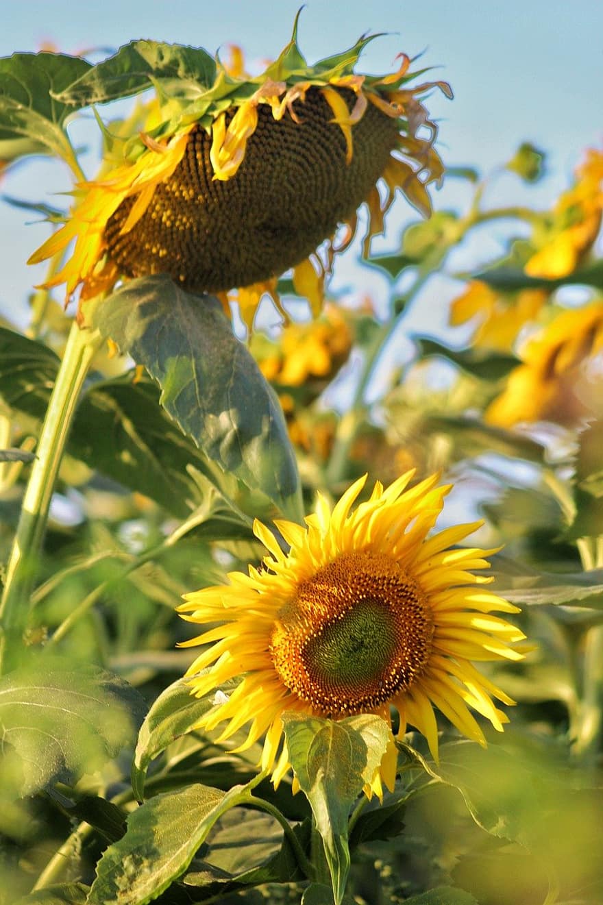 bunga, bunga matahari, berkembang