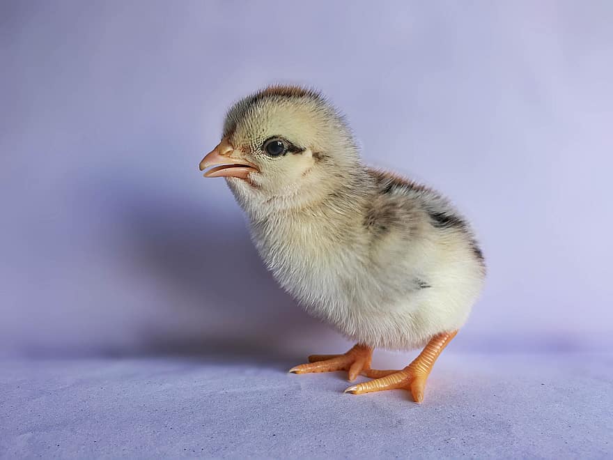pollastre, pollet, ocell, pollastre infantil, bec, granja, bonic, petit, ploma, bestiar, ocell jove