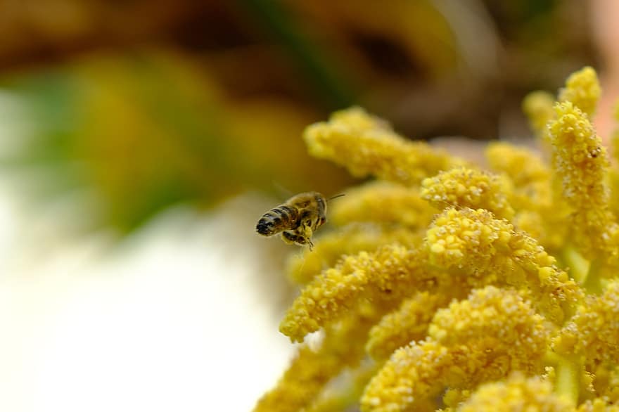 пчела, полет, Палмови цветя, цветя, жълти цветя, насекомо, летяща пчела, флора, фауна