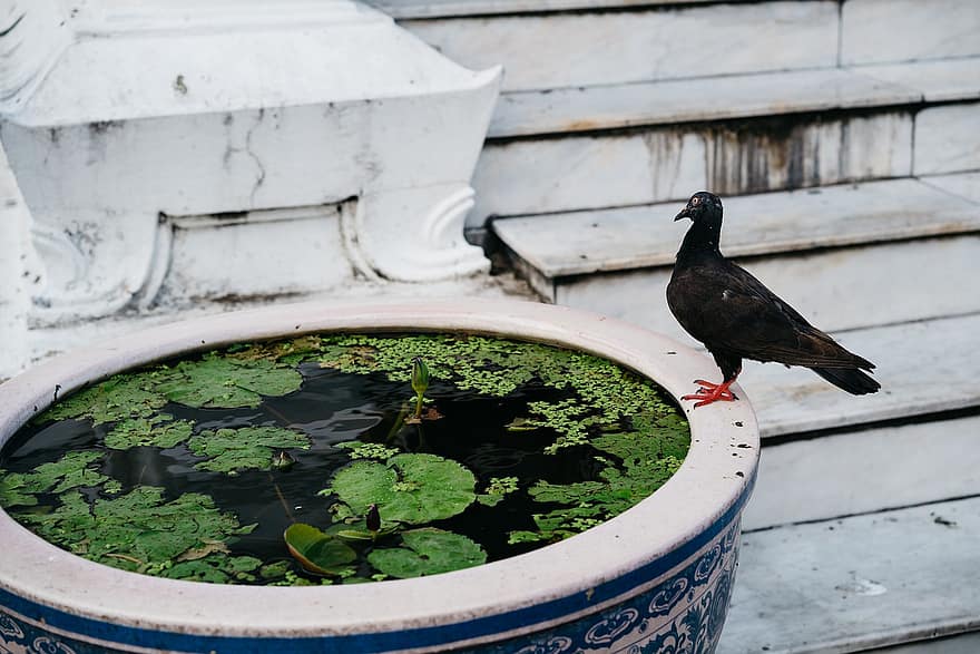 Dove, Bird, Bird Bath, Pigeon, Animal, Water, Nature, Garden, Bangkok, Thailand, pond