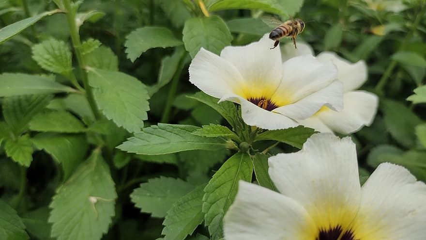 Honigbiene, Biene, Blumen, Turnera, Insekt, Bestäubung, blühen, Blätter, Pflanze, Natur