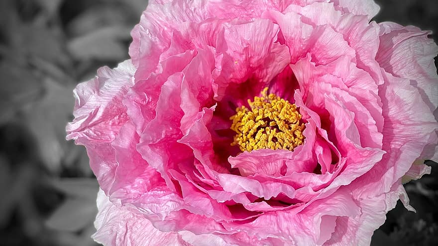 Paeonia, natur, busk paeonia, lyserød, have, blomstre