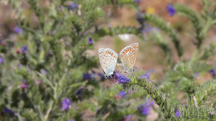 Butterflies, Insect, Mating, Blue, Polyommatus Icarus, Plant, Hadinec, Echium, Nature, Detailed