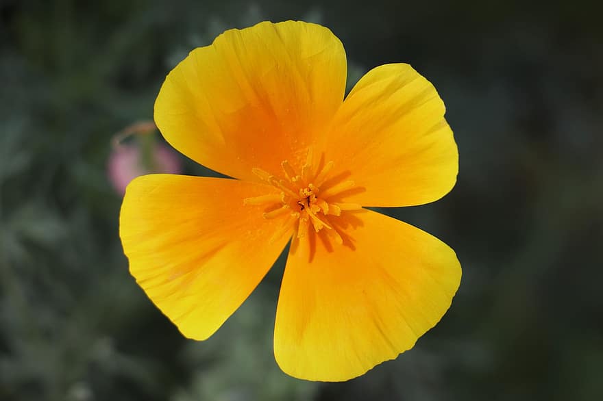 žlutý květ, Kalifornie mák, zlatý mák, květ, eschscholzia californica, flóra, rostlina, jaro, žlutá, detail, letní