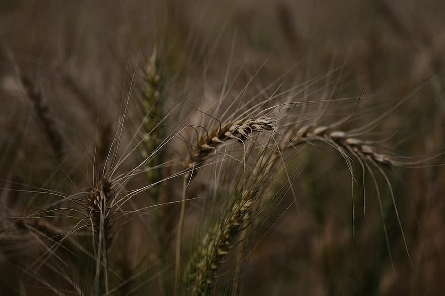 поле, пшениця, сільське господарство, сільській місцевості, урожай, ферми, зерна, природи, на відкритому повітрі, сільський