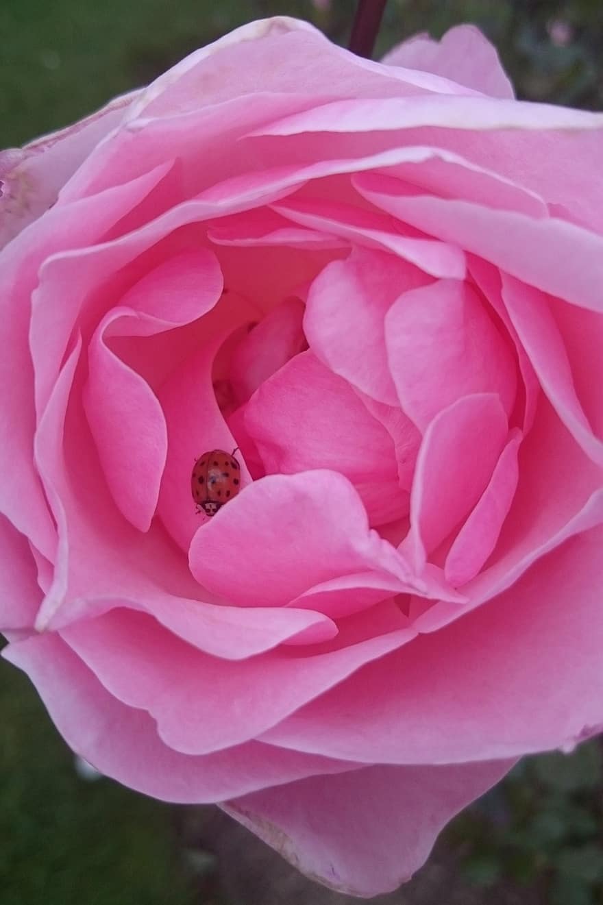 rosa, flor, marieta, rosa rosa, insecte, pètals, pètals de color rosa, florir, flora, naturalesa