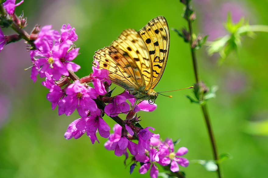 borboleta, inseto, erro, asas, antena, flor, pétalas, cardo, sai, natureza, animal
