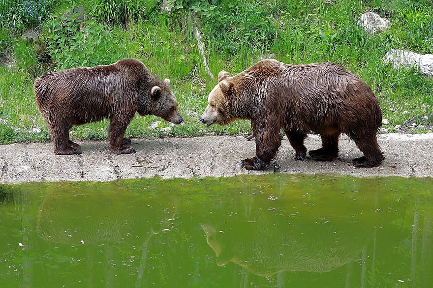 bears, bruine beren, dieren, harige, natuurpark, dierenpark, paar-, wilde dieren