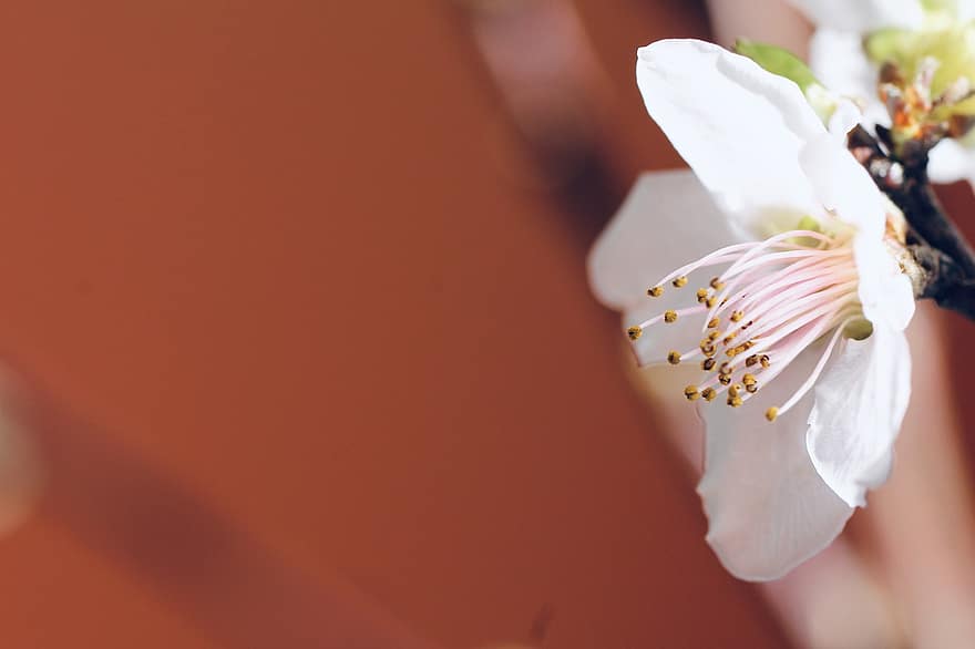 Flower, Spring, Peach Blossom, Botany, Blossom, Nature, Growth, Petals, close-up, petal, plant