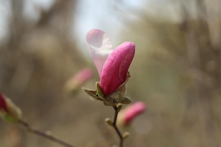 magnolia, germoglio, fiore, pianta, arbusto, fiore rosa, ramo, petali, fioritura, fiorire, primavera