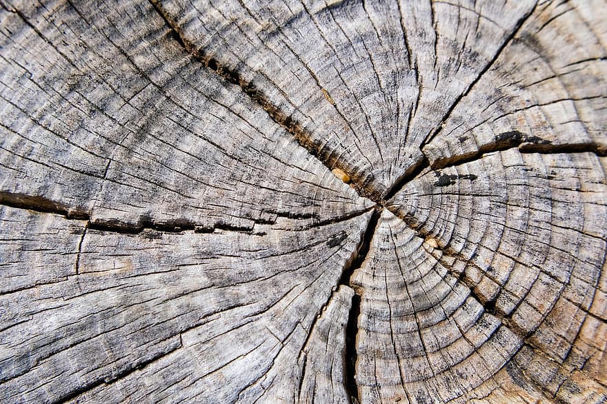 Annual Rings, Grain, Tree, Tree Stump, Wood, Drought, old, forest, pattern, backgrounds, tree trunk