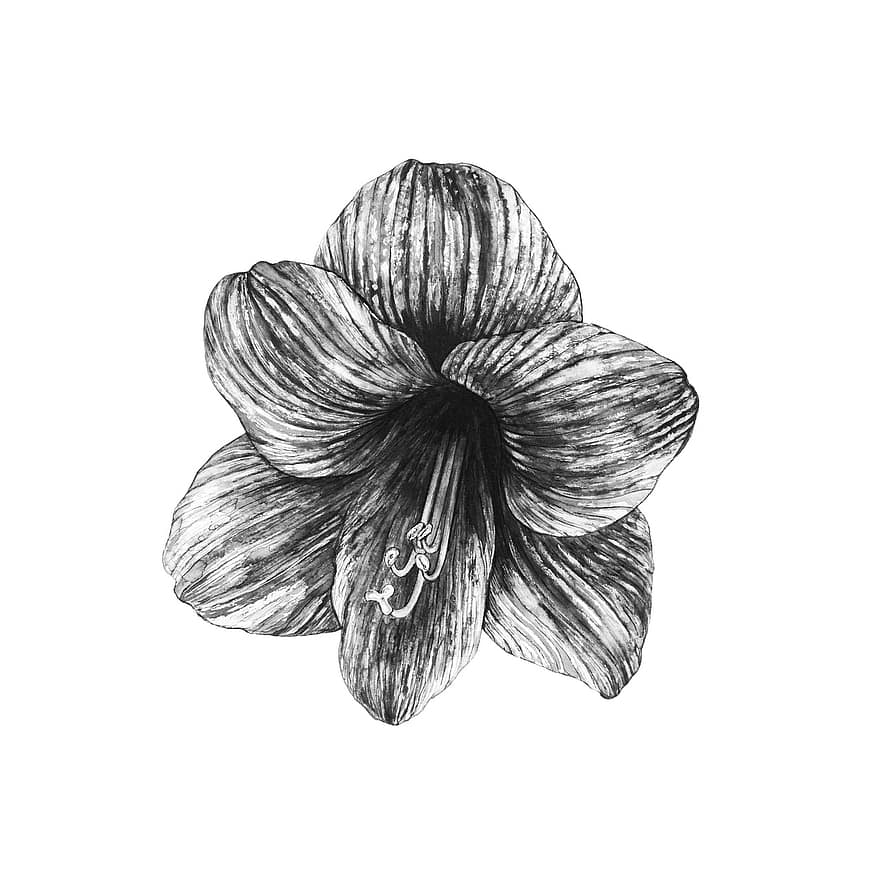 Black And White, Flower, Black, White, Blossom, Bloom, Watercolor, Art, Paintings, Decorative, Floral