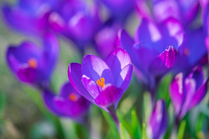 Flowers, Crocus, Bloom, Blossom, Botany, Spring, Macro, Early Bloomer, Blossoms, Nature, Garden