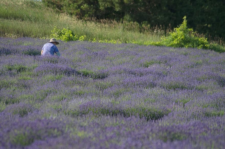 lavender, bidang, pekerja, petani, pertanian, pemandangan, bunga-bunga, bidang lavender, pedesaan, michigan, alam