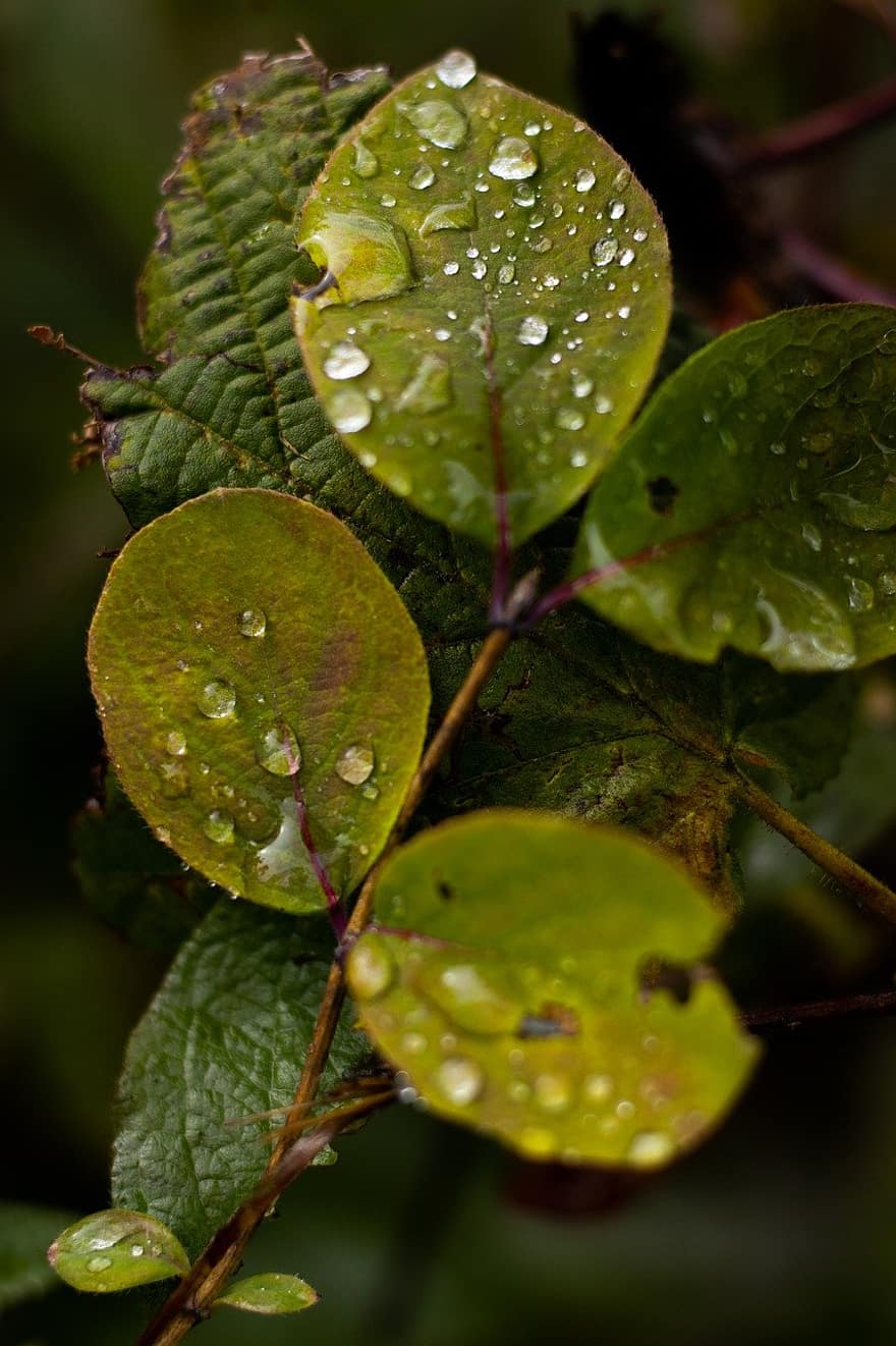 빗방울, 이파리, 잎