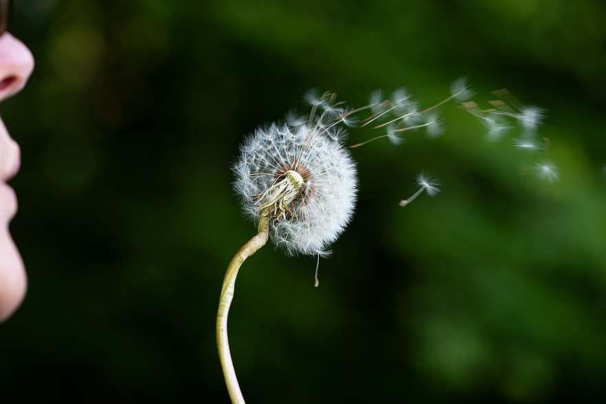 Blow, Dandelion, Flower, Seeds, Flying Seeds, Seed Head, Blowball, Fluffy, Pointed Flower, Plant, Nature