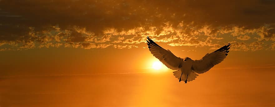 mouette, en volant, le coucher du soleil, vol, oiseau, seevogel, animal, aile, plumage, ciel, Soleil