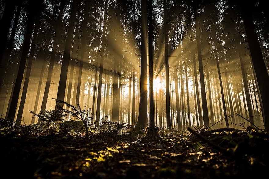 ป่า, ต้นไม้, แสงแดด, ภาพเงา, สาด, พระอาทิตย์ขึ้น, ตอนเช้า, เงา, ภูมิประเทศ, ป่าไม้