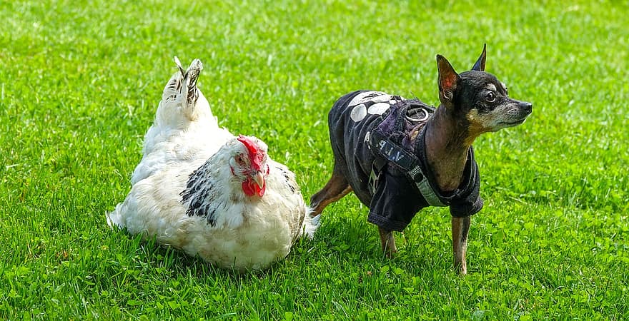 pollo blanco, perro negro, pollo con perro, Cascabel de Praga, patio de la granja, pollo, perro, animal domestico, aves de corral, hierba, granja