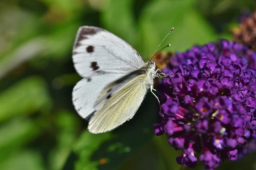 나비, 비행, 꽃들, 곤충, 수분, 꽃차례, 꽃, 플로라, 동물, 나비 날개