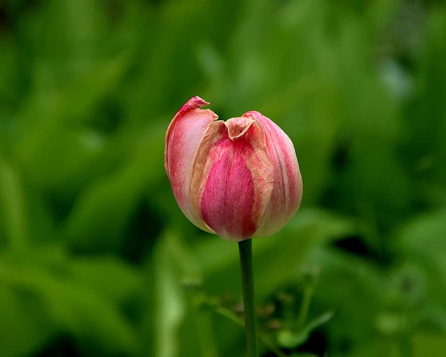 tulipan, kwiat, flora, botanika, Natura, ogród, ścieśniać, roślina, głowa kwiatu, płatek, lato
