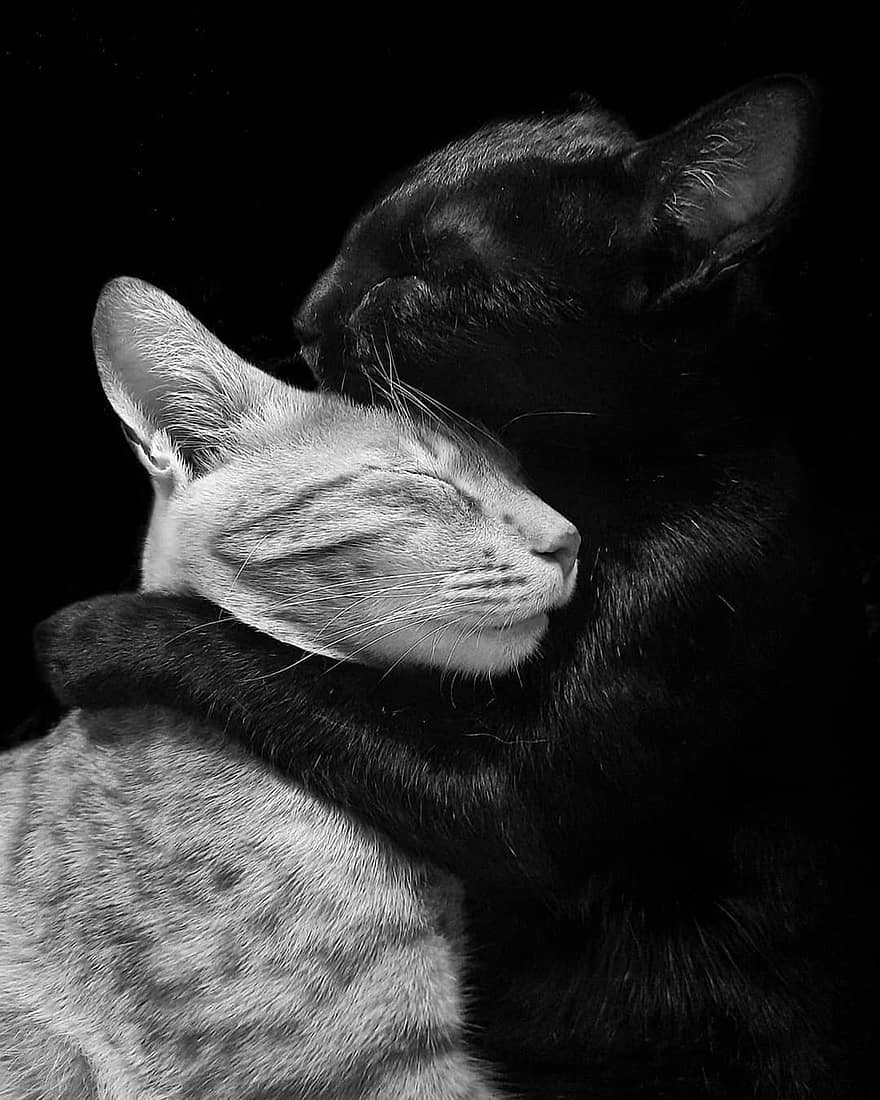 котки, двойка, прегръдка, обичам, домашен любимец, коте, Свети Валентин, животно, сладък, сърце, писенце