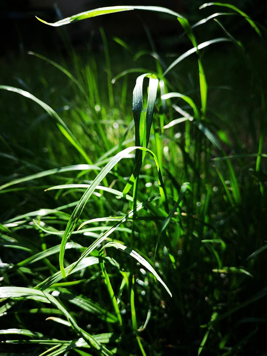 трева, остриета, растения, слънчева светлина