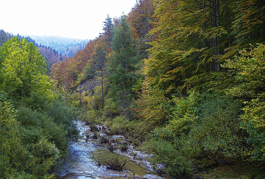 fiume, autunno, natura, stagione, ruscello, all'aperto, foresta, albero, paesaggio, montagna, colore verde