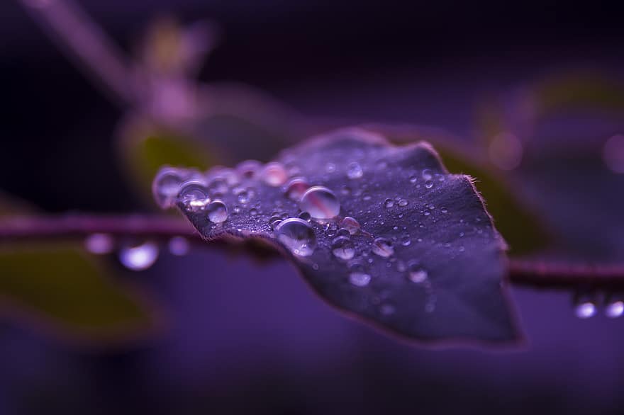 ローザ、葉、自然、水滴、雨滴