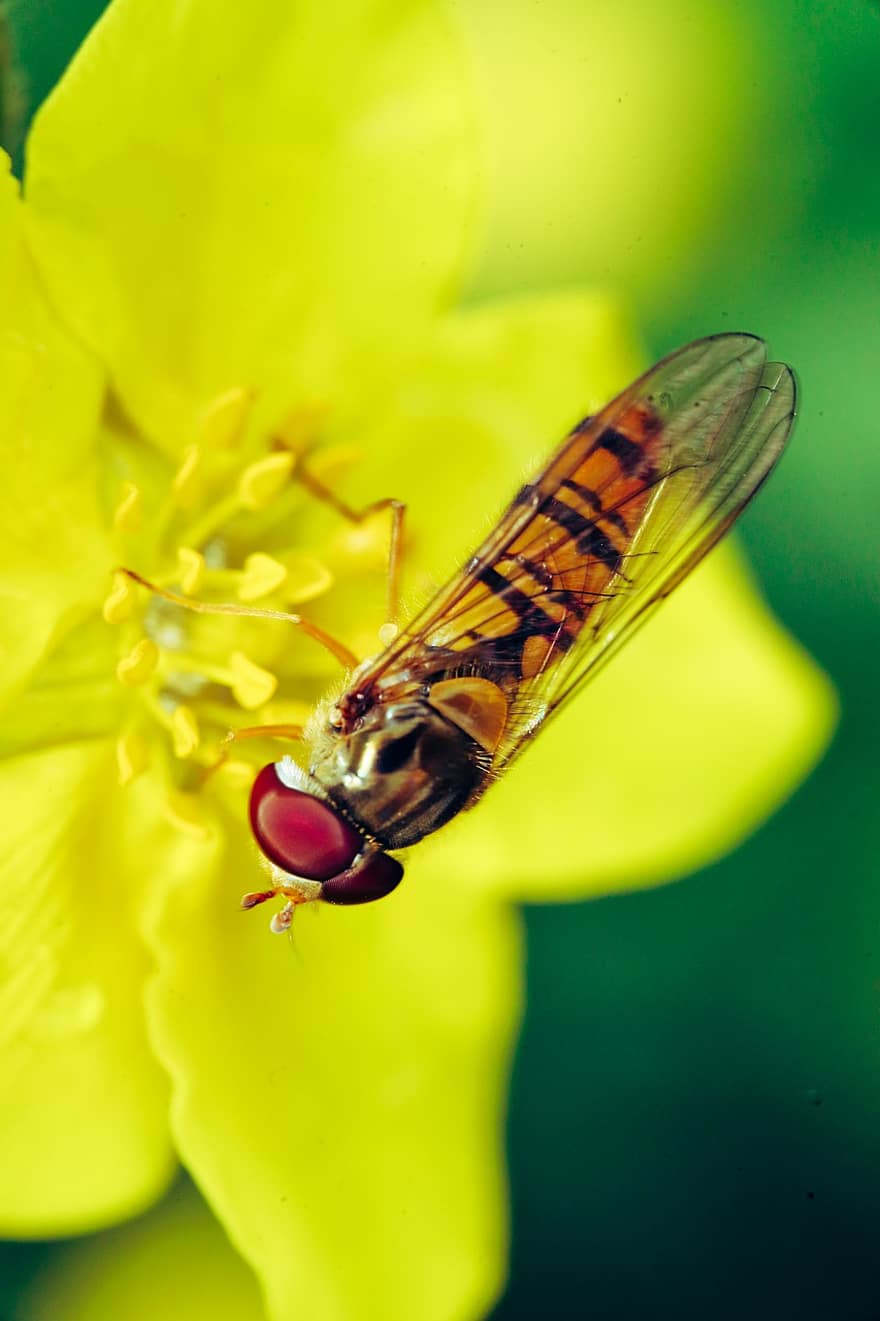 insecto, volar, flor, flor amarilla, pétalos, polen, flora, planta, Moscas de flores, moscas syrphid, naturaleza