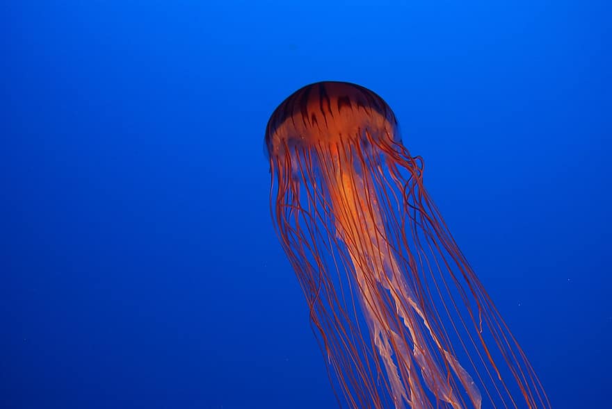 Jellyfish, Sea Jelly, Sea Animal, Aquarium
