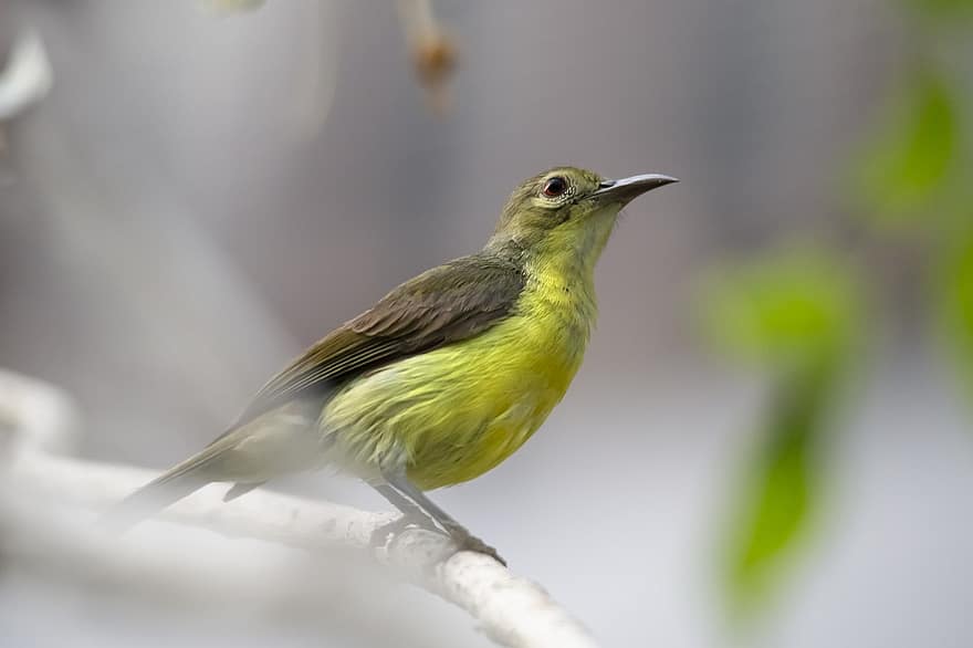 Olive-backed Sunbird, Bird, Branch, Perched, Cinnyris Jugularis, Sunbird, Animal, Wildlife, Nature, Tropical, Bird Watching