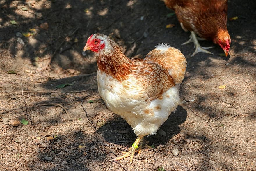 кокошка, пиле, перце, животно, домашни птици, законопроект