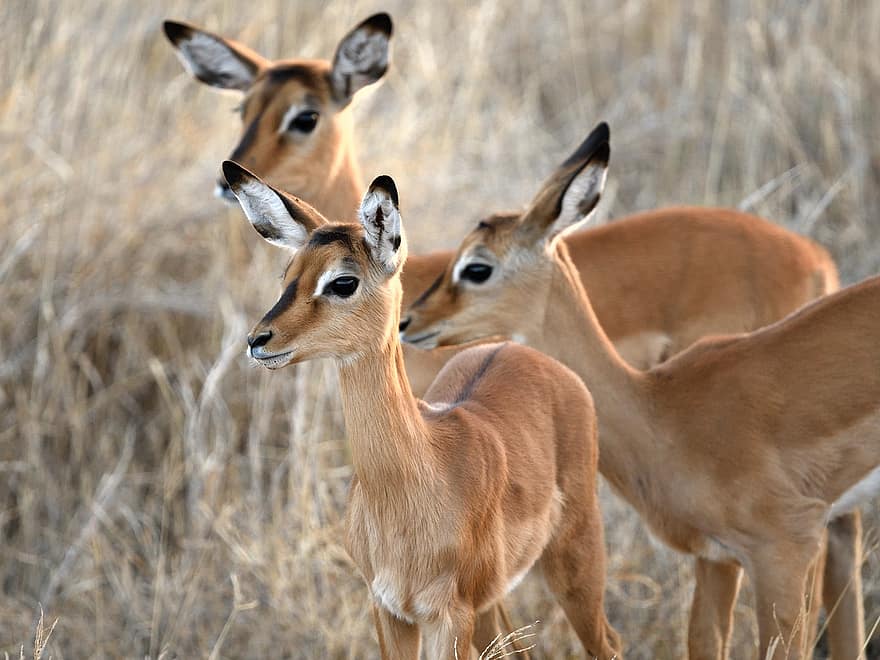 impala, animales, fauna silvestre, naturaleza, aepyceros melampus, mamíferos, lewa, kenia, animales en la naturaleza, África, animales de safari