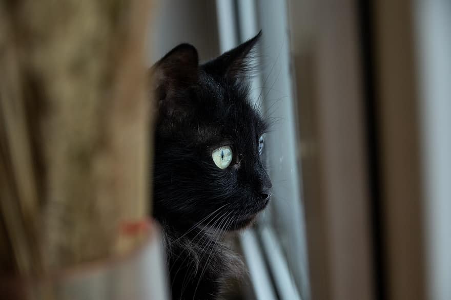 kot, widok, oczy, koci, okno, Zwierząt, portret, Kot domowy, zwierzęta domowe, uroczy, patrząc