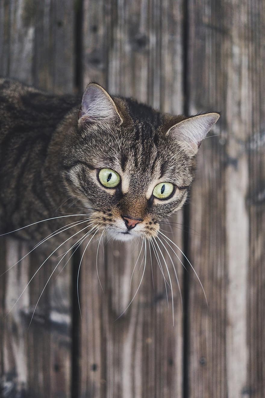 кошка, дерево, полосатый, домашнее животное, кошачьи глаза, деревянные панели, деревянные доски, деревянный пол, серый табби, серый кот, животное