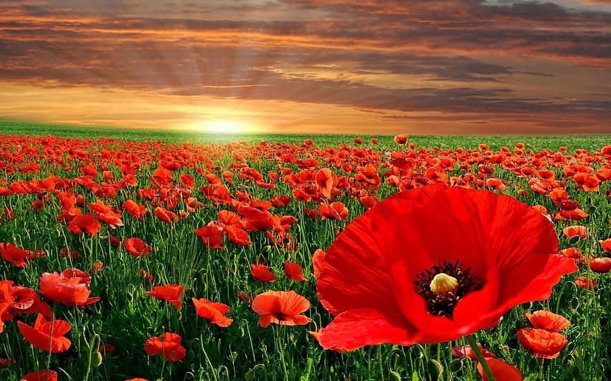 Red, Poppies, Field, Flowers, Red Poppies, Poppy Field, Meadow, Field Of Flowers, Flower Meadow, Horizon, Sunset